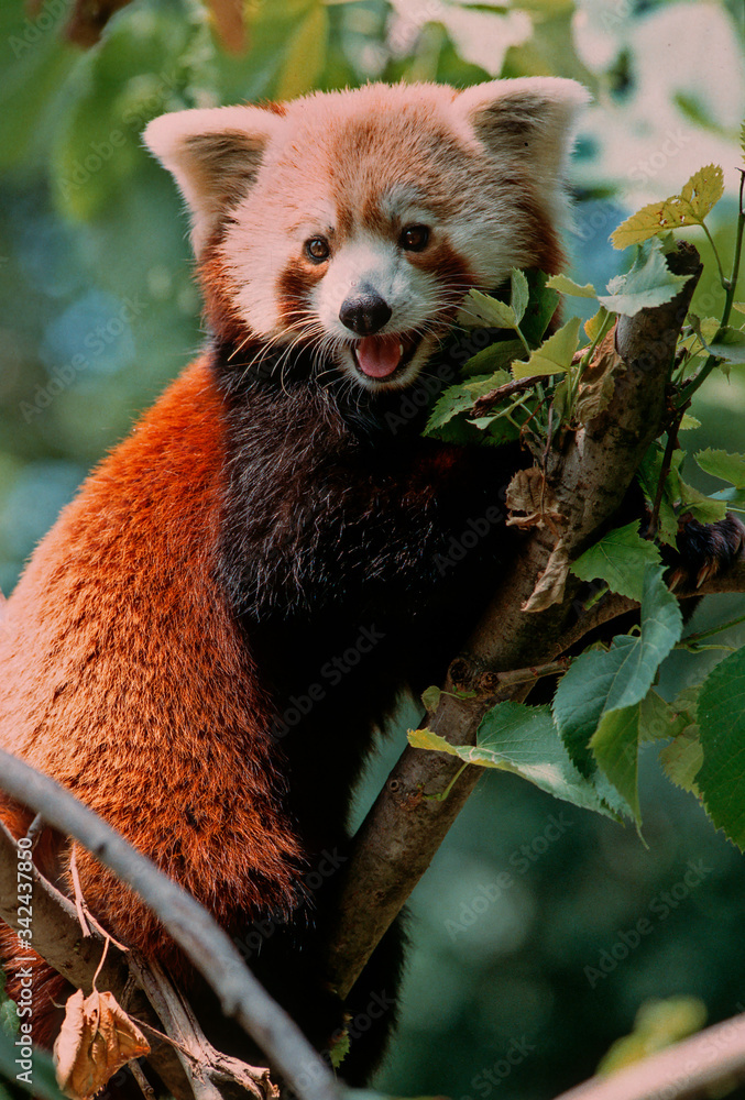 Fototapeta premium Lesser panda