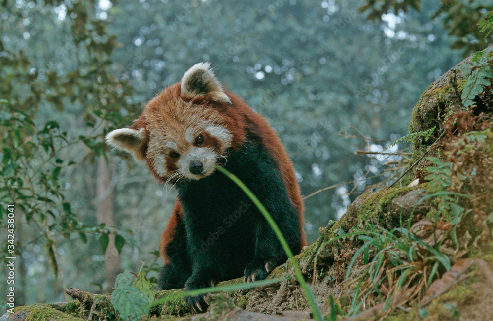 Fototapeta premium Lesser panda