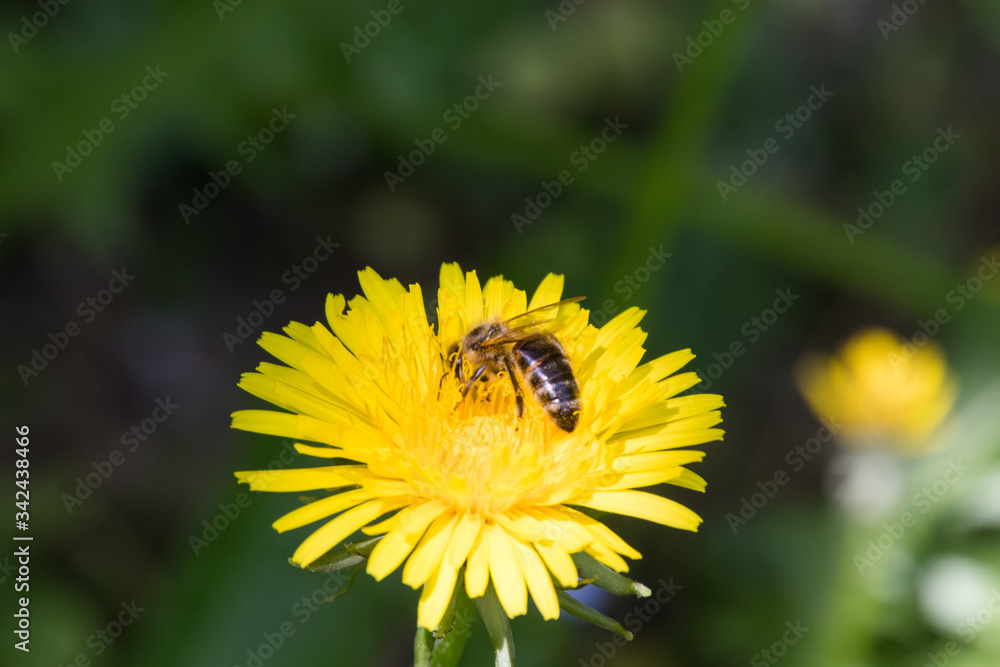 Biene auf der Suche nach Nektar auf einem Löwenzahn Biene auf der Suche nach Nektar auf einem Löwenzahn