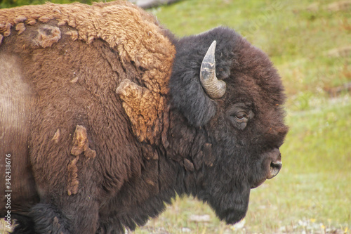 Close view of a male bison walking in Yellowstone National Park, Wyoming