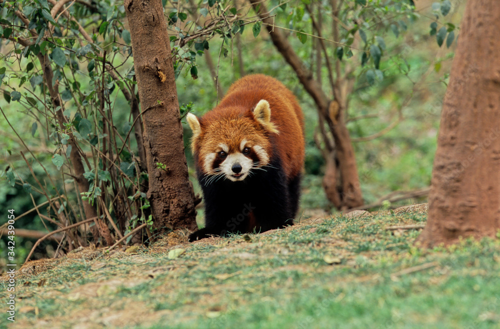 Obraz premium Lesser panda