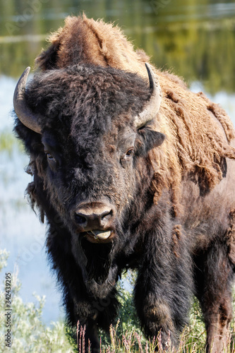 Bison standing in Yellowstone National Park, Wyoming