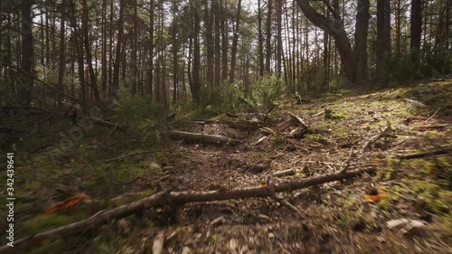 walk on the path in the beautiful spring forest