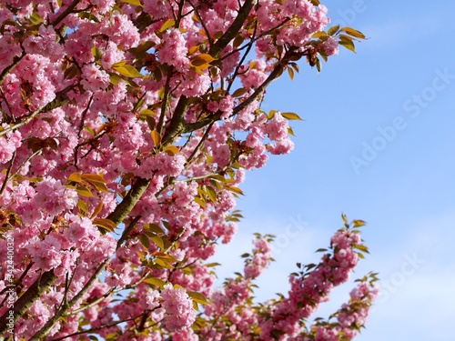 Cherry blossoms closeup and a blue sky in the background on a beautiful spring day.