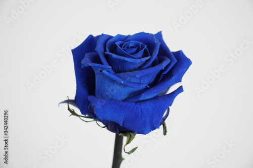 Papier peint Une rose bleue éternelle, cette rose reste fraiche pendant trois au quatre ans