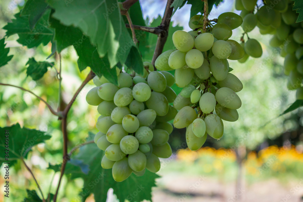 white grape in the garden 