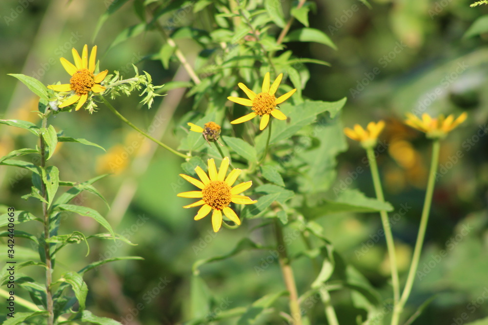 Obraz premium yellow flowers in the grass