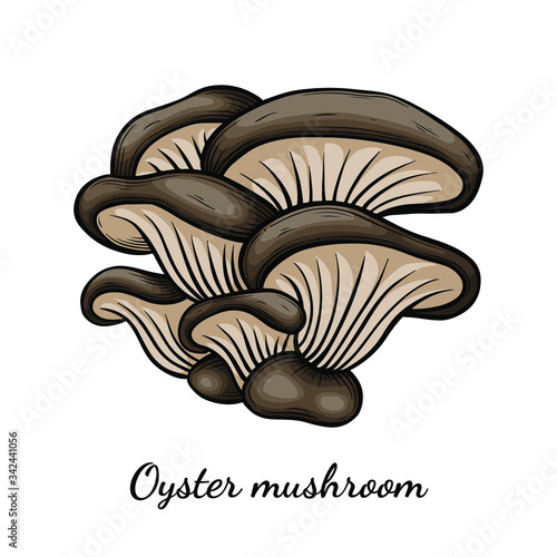Oyster mushroom hand drawn vector illustration. Sketch style drawing isolated on white background with sliced pieces. Organic vegetarian object for menu  label  recipe  product packaging