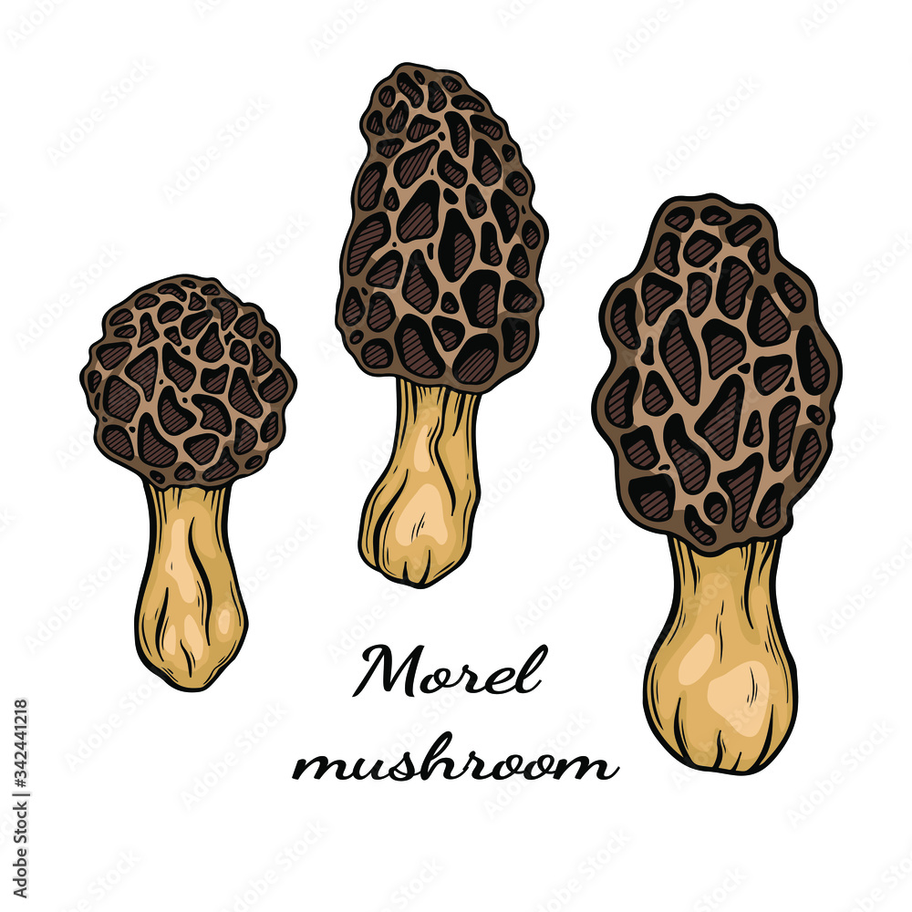 Morel mushroom hand drawn vector illustration. Sketch style drawing ...