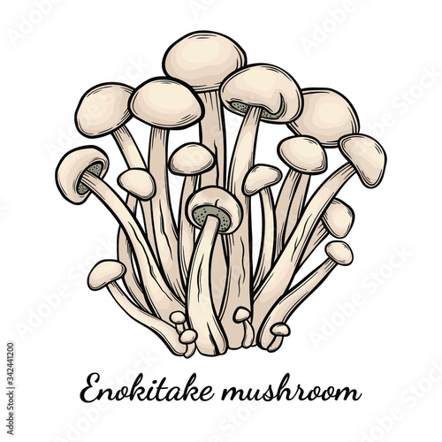 Enoki mushroom hand drawn vector illustration. Sketch style drawing isolated on white background with sliced pieces. Organic vegetarian object for menu, label, recipe, product packaging