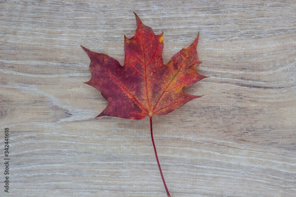 Big red maple leaf  on wooden table in autumn 