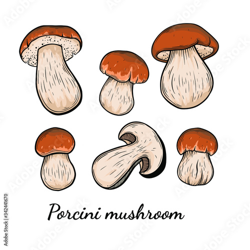 Porcini mushroom hand drawn vector illustration. Sketch style drawing isolated on white background with sliced pieces. Organic vegetarian object for menu, label, recipe, product packaging