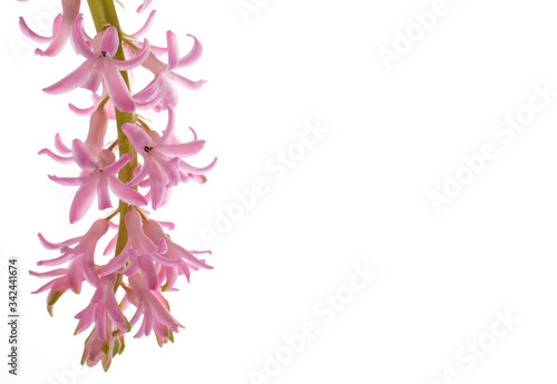 pink sprig of hyacinth on a white isolated background