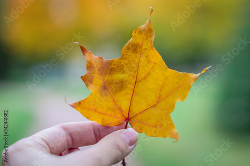 Yellow maple leaf  in the hand in autumn closeup.