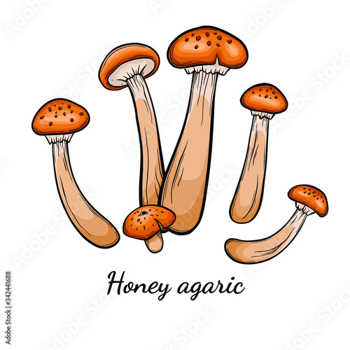 Honey agaric mushroom hand drawn vector illustration. Sketch style drawing isolated on white background with sliced pieces. Organic vegetarian object for menu, label, recipe, product packaging