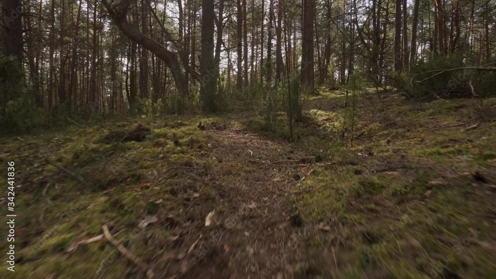 walk on the path in the beautiful spring forest walk on the path in the beautiful spring forest