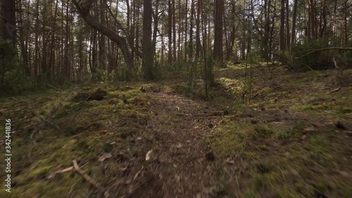 walk on the path in the beautiful spring forest