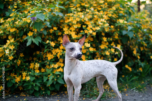 Dog american hairless terrier stand on the background of a bush with yellow flowers. Focus on the face.