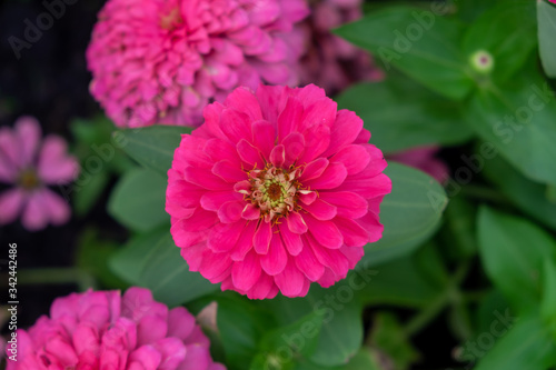 Closeup of red zinnia flowers blooming.