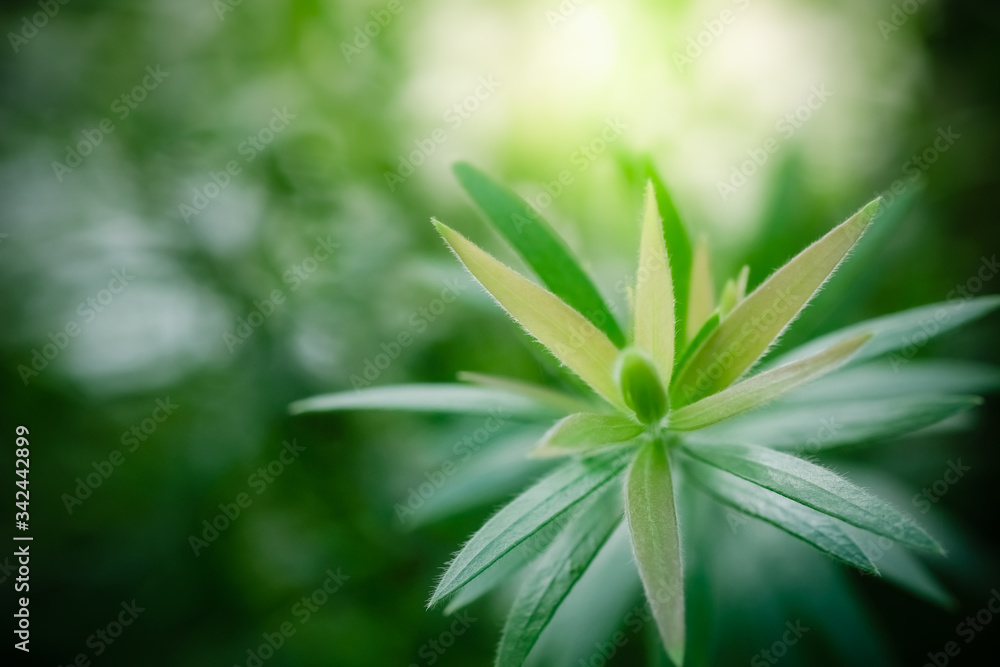 Nature of green leaf in garden at summer. Natural green leaves plants using as spring background cover page greenery environment ecology wallpaper Nature of green leaf in garden at summer. Natural green leaves plants using as spring background cover page greenery environment ecology wallpaper