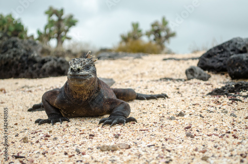 galapagos Marine iguana -Amblyrhynchus cristatus - Ecuador