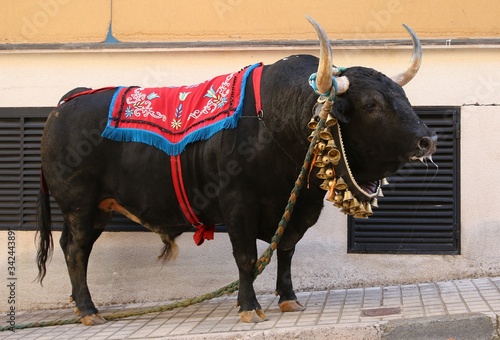 rope bull at a traditional spanish festival