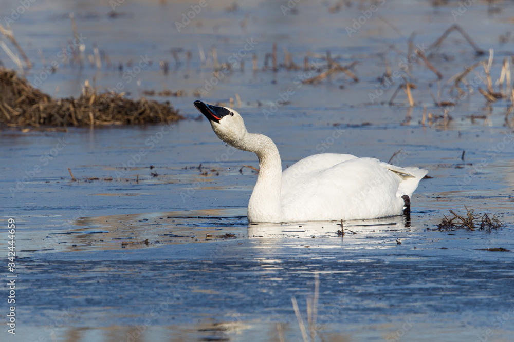 Fototapeta premium Trumpeter Swan Drinking Water in Alaska