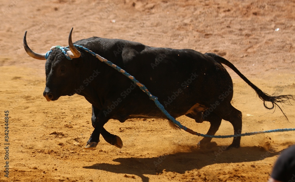 rope bull at a traditional spanish festival rope bull at a traditional spanish festival