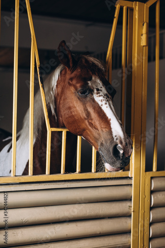 The brown horse peeking out of the stall