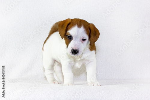 happy white puppy with red spots Jack raseell terrier makes the first steps on a white background. Age and a half months. Use for advertising the first feeding. Horizontal format