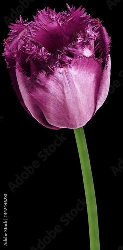 flower  purple tulip. . Flower isolated on a white background. No shadows with clipping path. Close-up. Nature.
