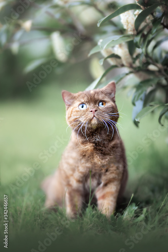 Cinnamon Tortie Split Odd eyed Katze im Sommer im Garten photo