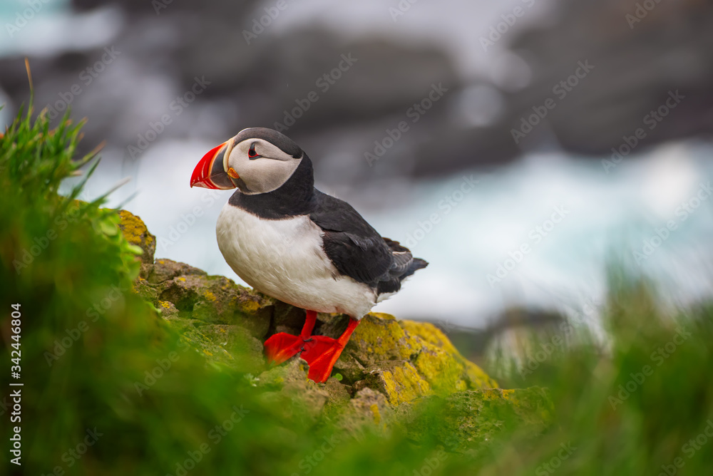 Fototapeta premium Single atlantic puffin