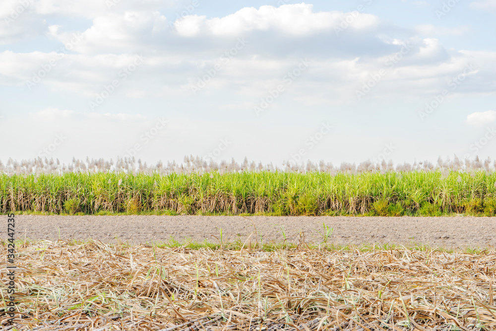Obraz premium Sugar cane and Workers havesting sugar cane on field at Tay Ninh, Vietnam.