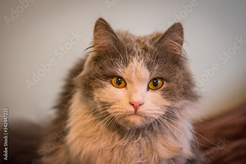 Lovely tousled cat at home. Beautiful white grey cat photo