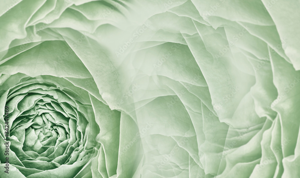 Obraz premium Floral light green background. Pink roses and petals flowers. Close-up. Flower composition. Greeting card.