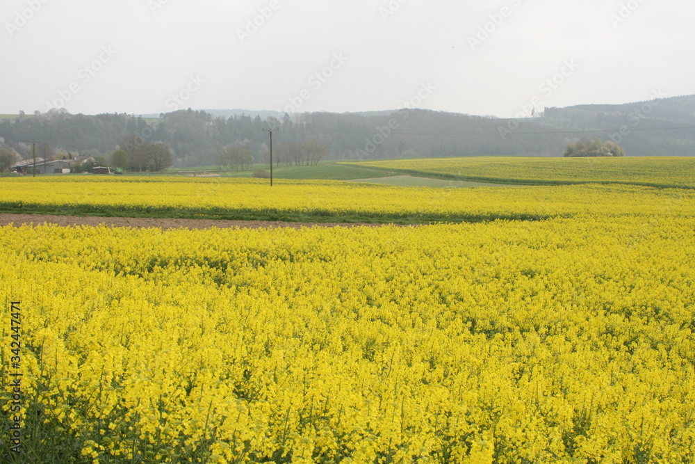 Rapsfeld im Frühling.