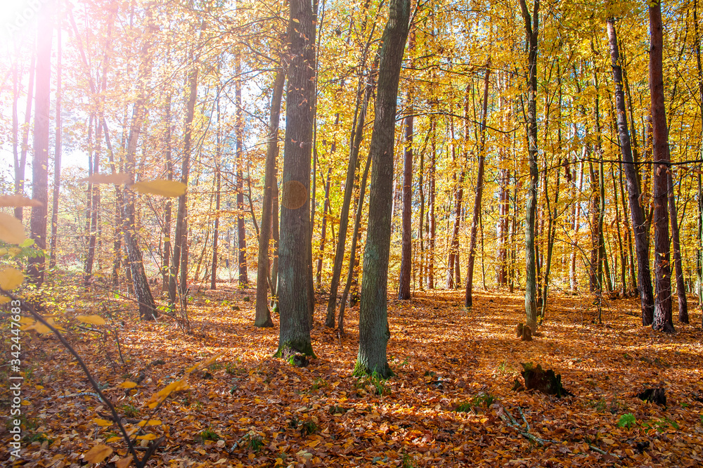 Fototapeta premium Beautiful colors of autumn in the forest