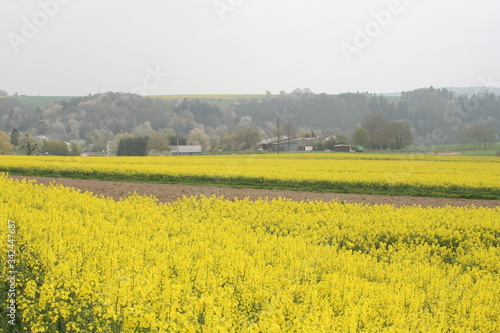 Rapsfeld im Fr  hling.