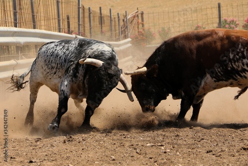 brave bullfighting in the countryside
