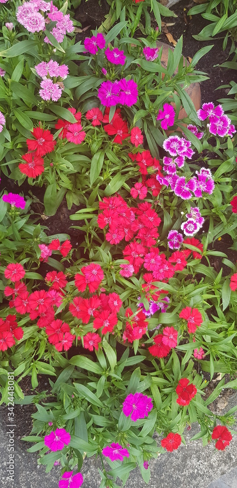  The most beautiful botanical garden flowers in spring or summer will impress u and made spectacular mood and feeling of wild nature by connection of deep pink  with violet, yellow with green leaves