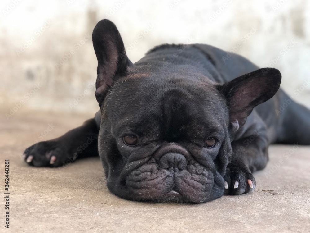 Adorable French bulldog puppy stay still and calm on cement floor, cute dog.