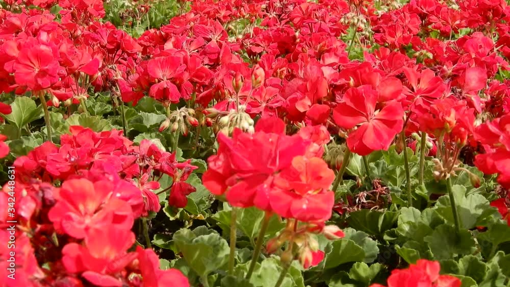 Fast Left To Right Panoramic Of Beautiful Red Flowers In Flower Bed On Warm Summer Day Fast Left To Right Panoramic Of Beautiful Red Flowers In Flower Bed On Warm Summer Day