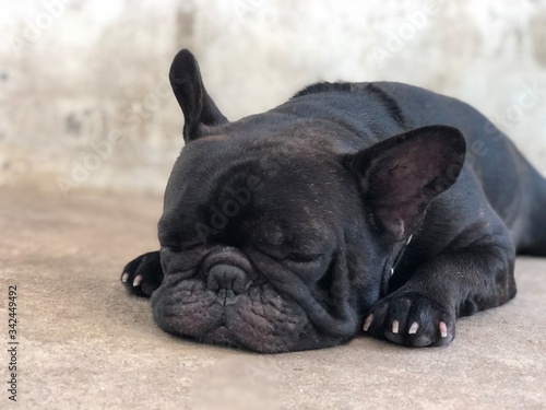 Adorable French bulldog puppy stay still and calm on cement floor, cute dog. © praditkhorn