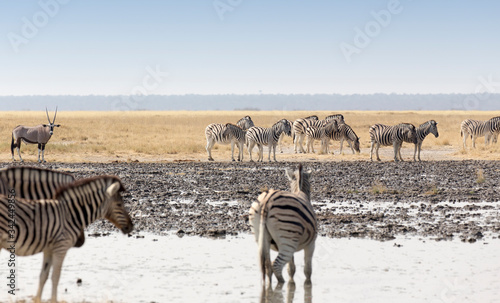 A group of zebra at waterhole