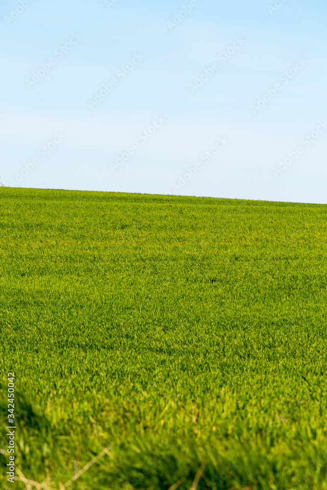 Grüne Wiese, saftiges gras, Blauer himmel, Landschaft im Frühling, als hintergrund geeignet, quer Grüne Wiese, saftiges gras, Blauer himmel, Landschaft im Frühling, als hintergrund geeignet, quer