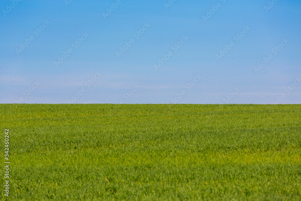 Grüne Wiese, saftiges gras, Blauer himmel, Landschaft im Frühling, als hintergrund geeignet, quer
