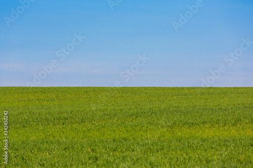 Gr  ne Wiese  saftiges gras  Blauer himmel  Landschaft im Fr  hling  als hintergrund geeignet  quer