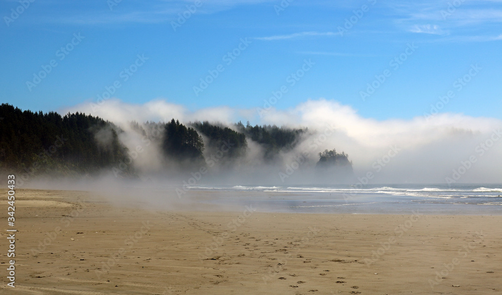 Fog over the Trees (color)