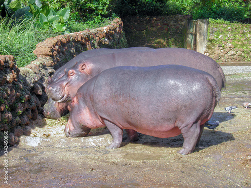 hippopotamus in water